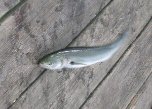 pesca-pez-azul-1